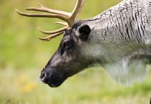 La Stratégie pour les caribous forestiers et montagnards : une occasion à nouveau manquée
