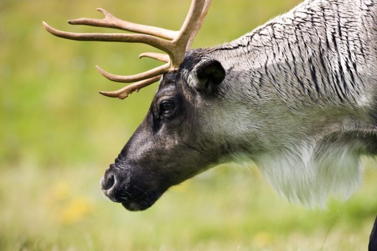Les Cris partageront leur ressource de caribou migrateur avec les Innus